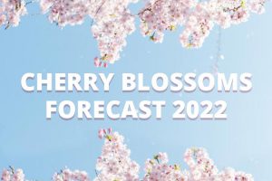 Cherry Blossoms peak bloom for 2022, released! (wni)
