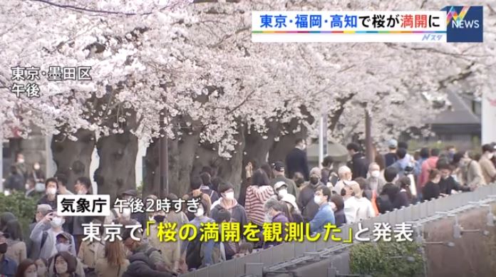 Cherry blossoms in full bloom in Tokyo, Fukuoka and other places (TBS News)